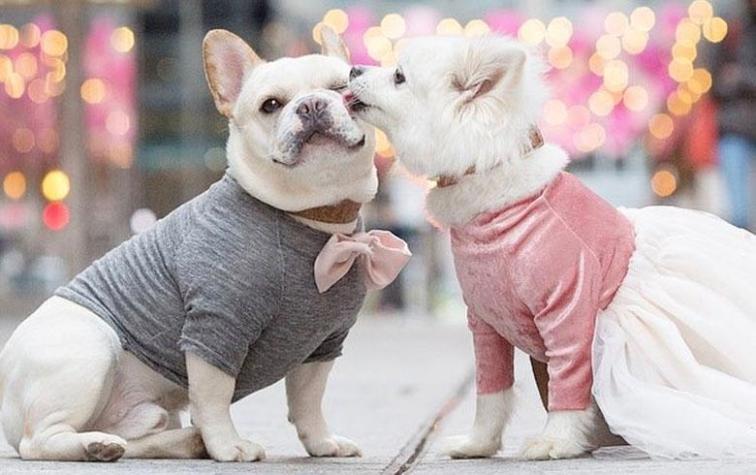 Esta pareja de perros comparte su amor en Instagram 