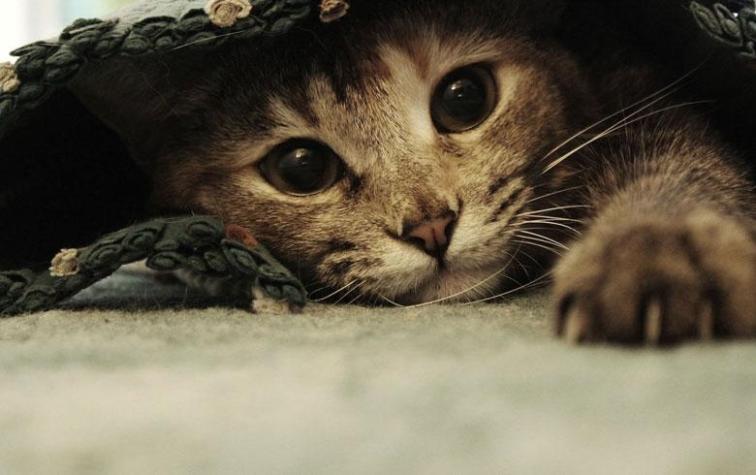 21 accesorios que cualquier amante de los gatos quisiera tener 