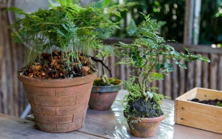 Las 9 plantas infaltables en nuestro jardín mágico