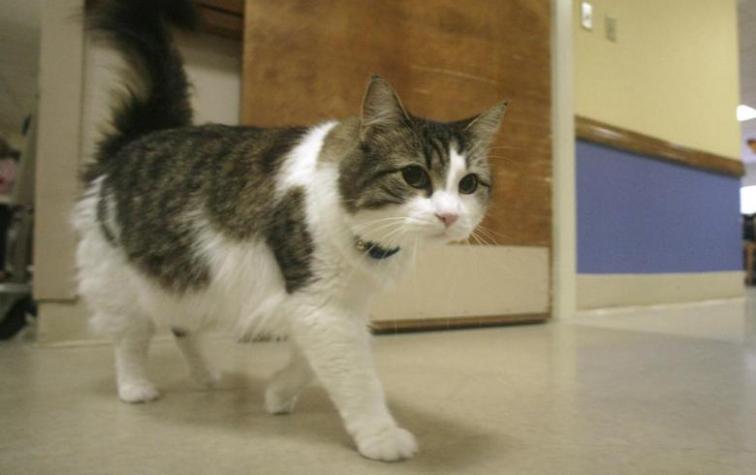 Oscar, el gato que "olfatea la muerte" y predice cuándo vas a morir