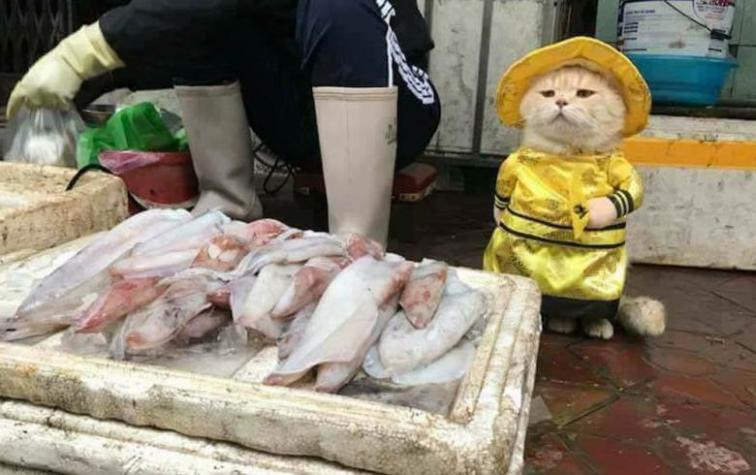 El adorable gato “pescador” que conquista Internet