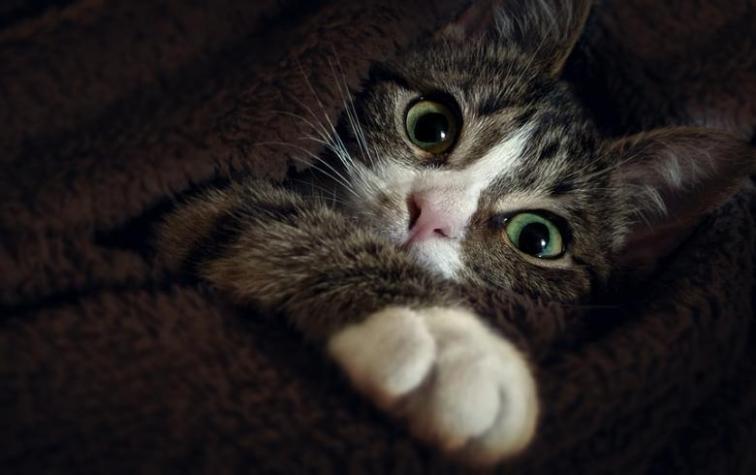 Atrapan a gato que ingresaba celulares a la cárcel: le decomisaron un teléfono y un cargador