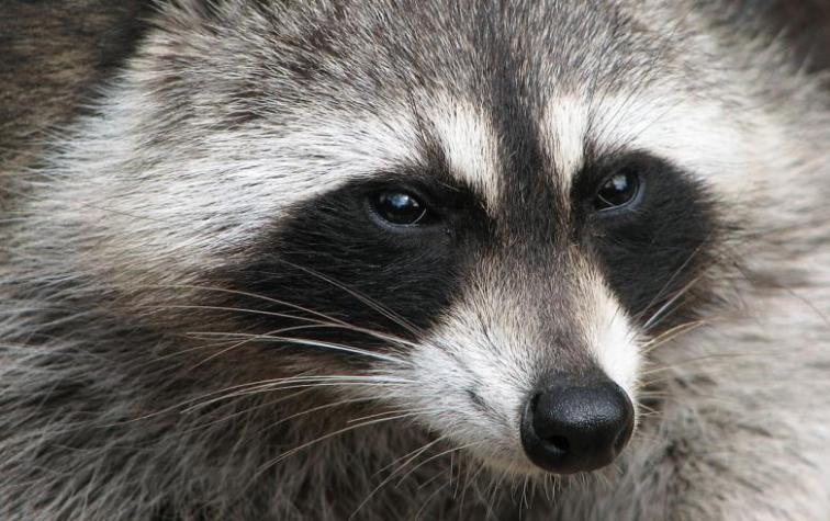 La historia del mapache que terminó drogado luego de comer la marihuana de su dueña