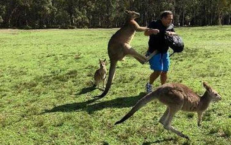Canguros ‘adictos’ a las zanahorias atacan a turistas en Australia