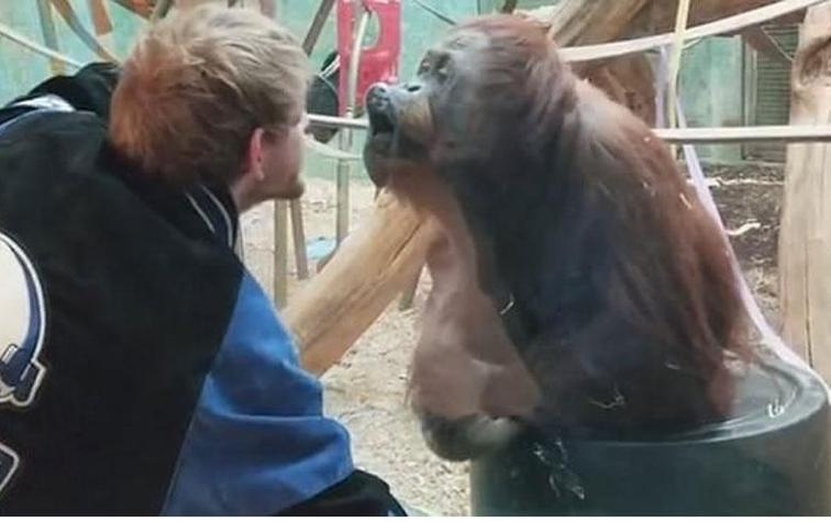 Orangután intenta besar a visitante de un zoológico y se vuelve viral