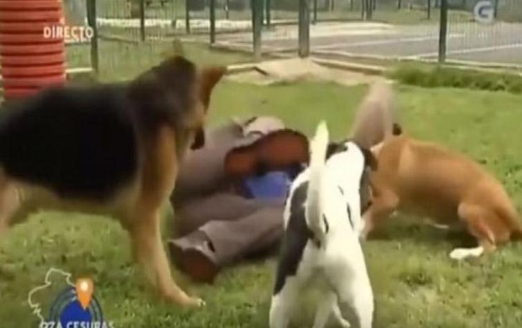 Perros revoltosos: entrevista se vuelve viral por el desastroso comportamiento de los animales 