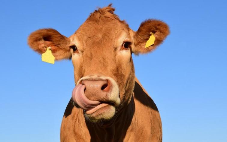 La vaca "indocumentada" que cruzó una frontera y causó un problema diplomático con la Unión Europea
