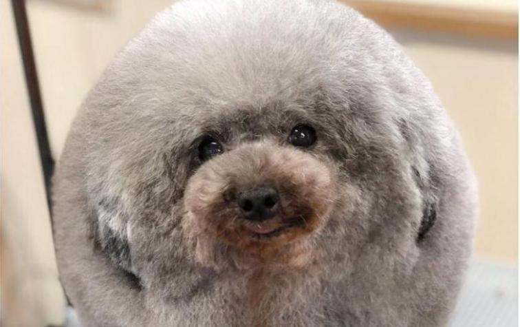 Sesame, la tierna "bola de pelos" que la rompe en Instagram 