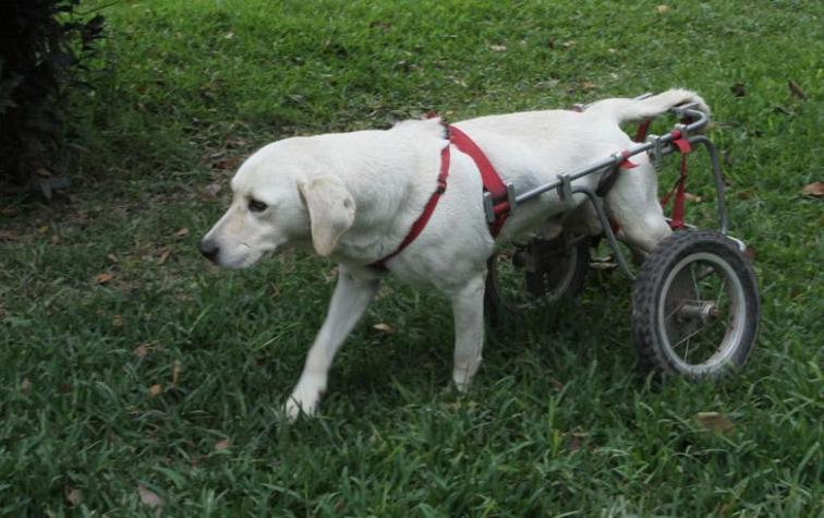 Adopta Felicidad, el regreso de la campaña de Chile Mestizo y Champion Dog