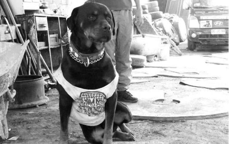 Perro “héroe” acorraló y detuvo a ladrón hasta que llegaran sus amos