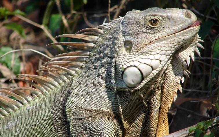 La millonaria multa que deberá pagar un hombre por despellejar vivo a un lagarto