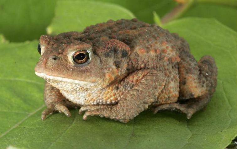 Descubren que la piel de sapo puede curar heridas sin dejar cicatrices