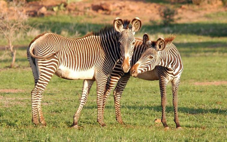 Acusan a zoológico de pintar rayas negras a burros para hacerlos pasar por cebras