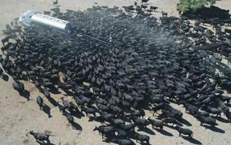 El dramático video que muestra las consecuencias de la sequía en Australia