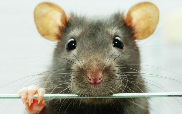 La rata "milagrosa" que le creció una planta en la espalda