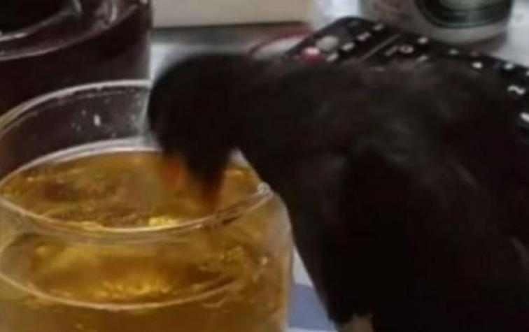 Hombre emborrachó a su pájaro con cerveza y fue crucificado en las redes sociales