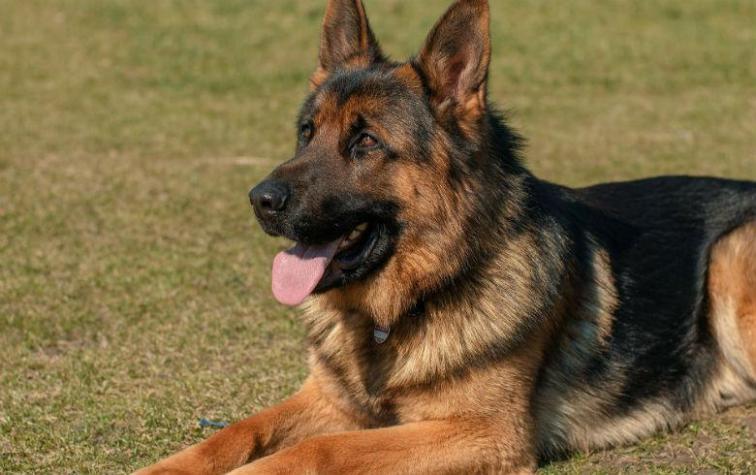 Perrita perdida salvó a su amo de pasar 50 años en la cárcel