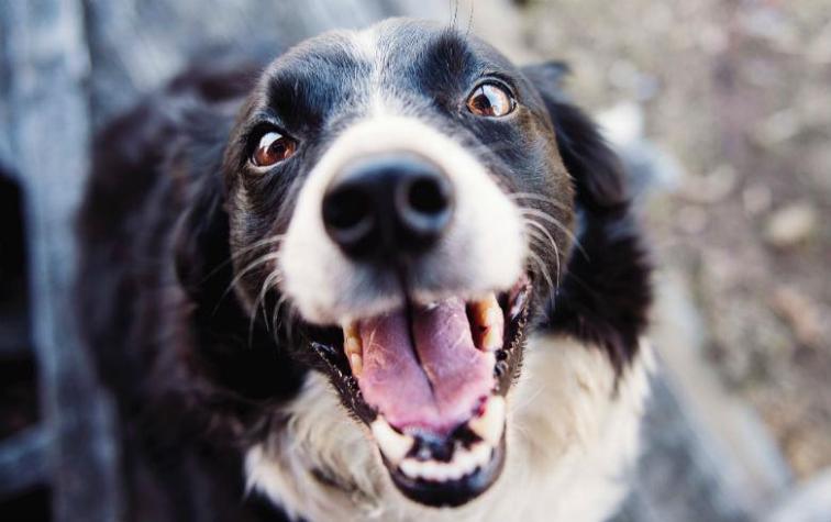 Te romperá el corazón: esto es lo que hacen las mascotas antes de morir
