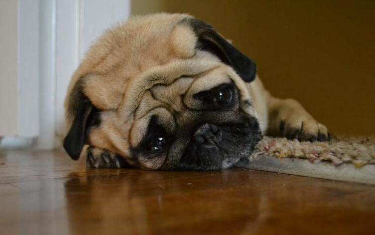 Estudio asegura que tu adicción al celular puede provocar depresión en tus mascotas