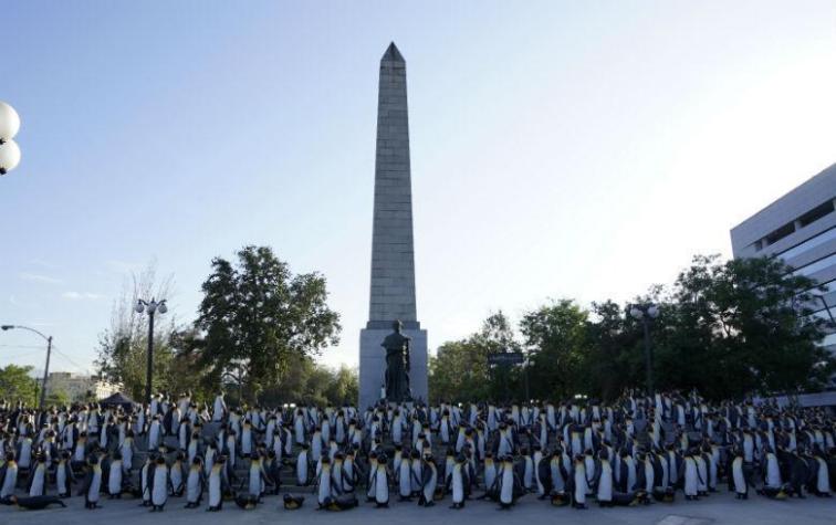 13C sorprende a la ciudadanía con mil pingüinos desplegados en Plaza Italia