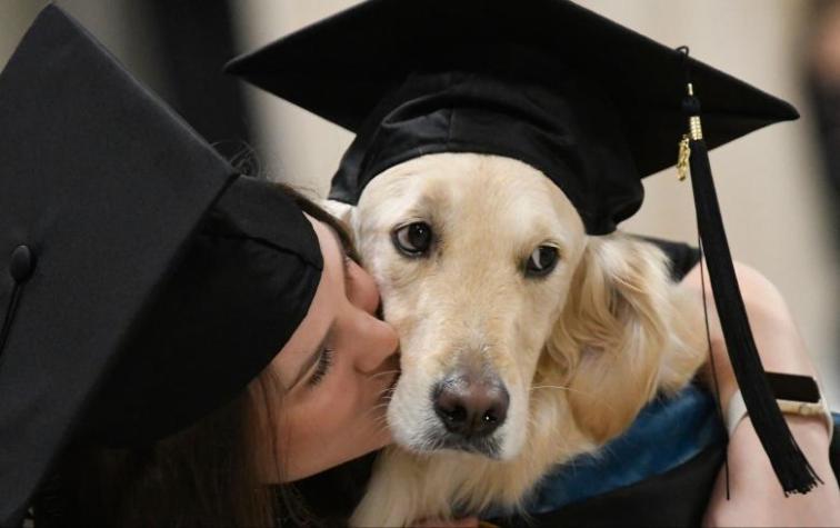 Griffin, el perrito que se graduó de la universidad tras acompañar todos los días a estudiante en silla de ruedas