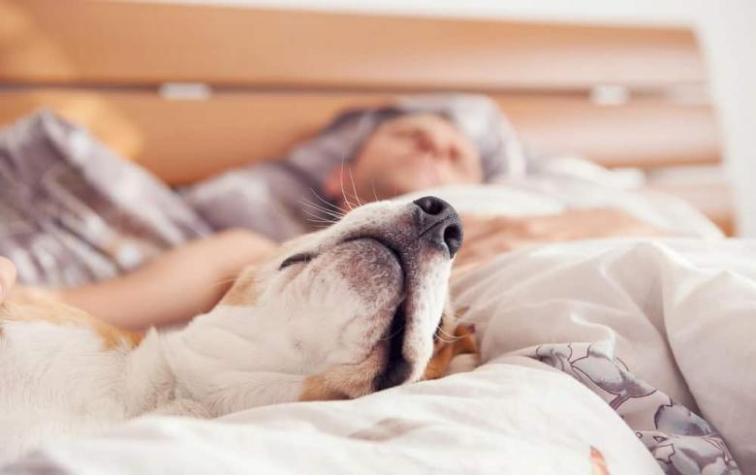 Más allá de los pelos: dormir con tu perro es bueno para tu salud