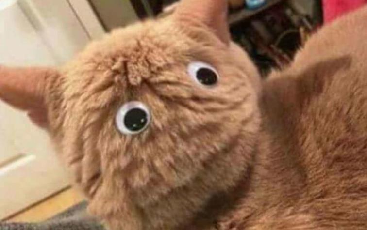 La cara de terror de un gato que ver por TV cómo unos leones devoran a su presa