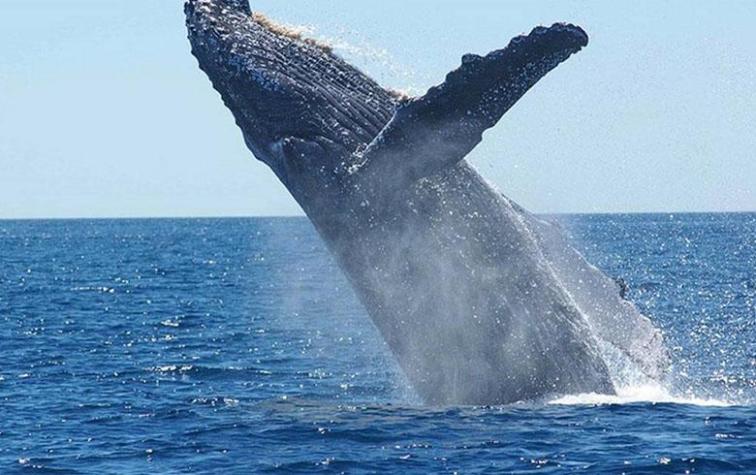 Una ballena muerta tenía 40 kilos de bolsas plásticas en su estómago