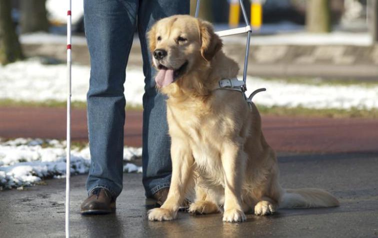 Conoce a Charlie, el perro ciego que tiene su propio lazarillo