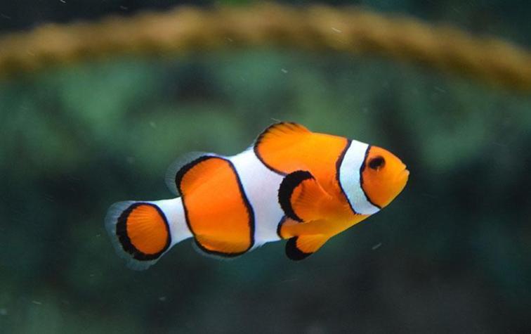 Niño mató sin querer a su pez al sacarlo de la pecera para dormir con él