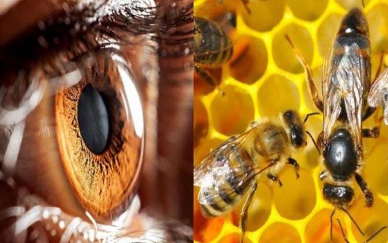 Mujer tenía cuatro abejas en el ojo: se alimentaban de su sudor y lágrimas