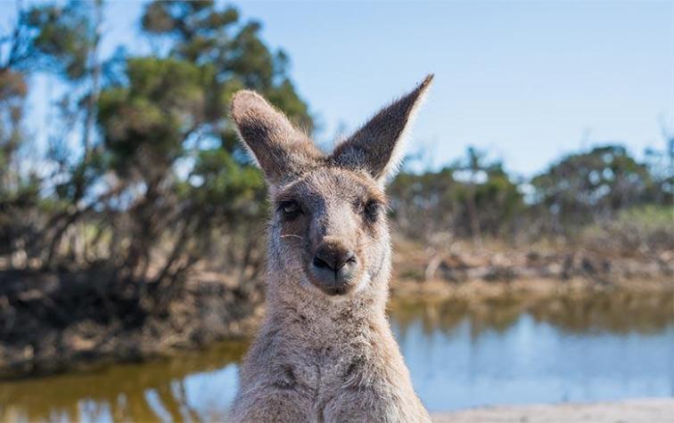 Canguro irrumpe en una sesión de fotos y espanta a las modelos