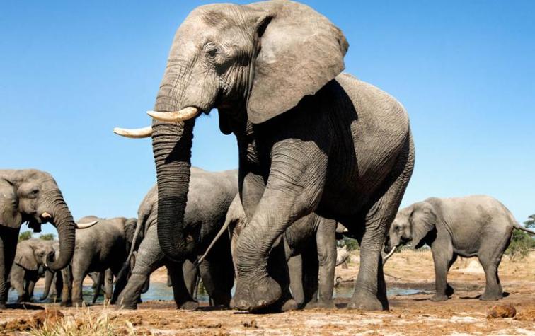 Botsuana autoriza la caza de elefantes para fomentar los safaris