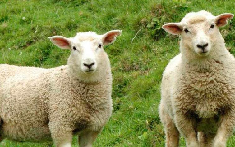 Inscriben a un grupo de ovejas en una escuela para evitar el cierre de una clase