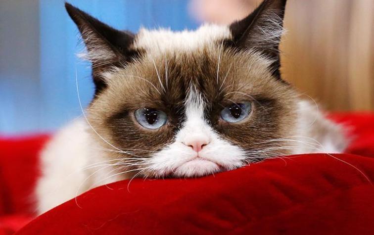 Luto mundial: Falleció Grumpy Cat, la gata más popular de internet