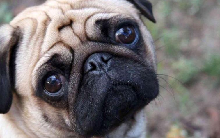 Holanda quiere prohibir la cría de razas como el pug y bulldog francés