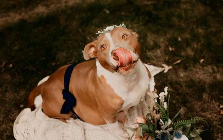 Perrita embarazada se toma la web con tierna sesión de fotos