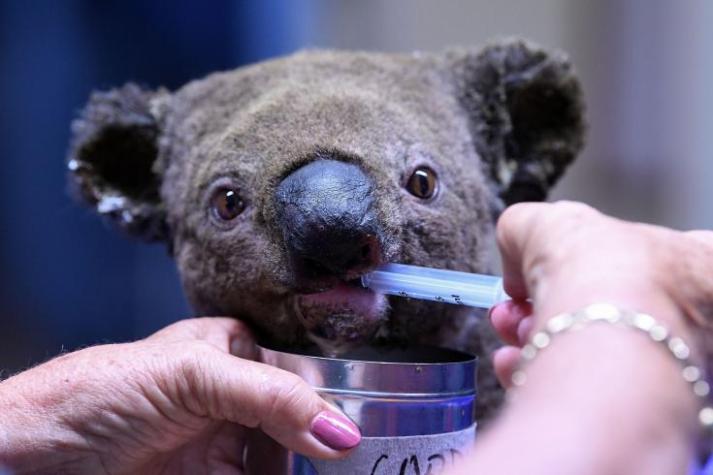 Falleció Koala rescatado por mujer en medio de un incendio