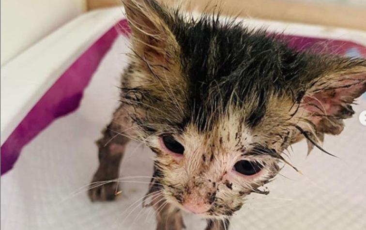Veterinaria pide ayuda para salvar a gatita cubierta de pegamento