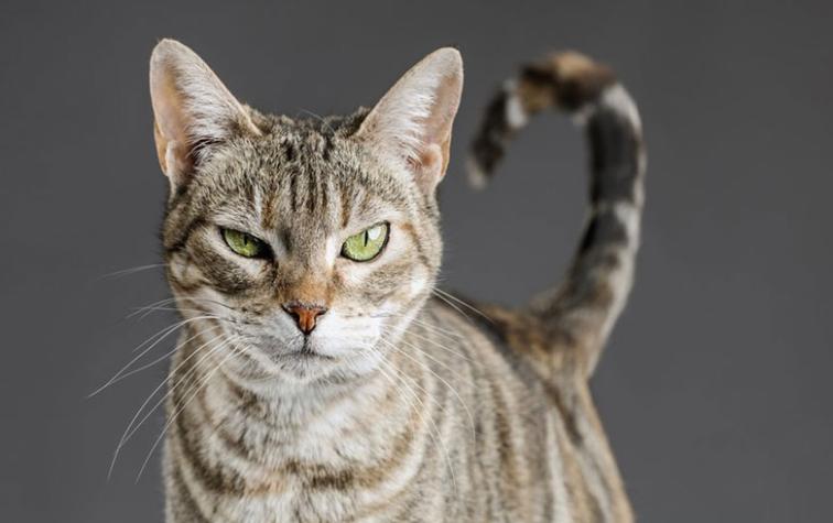 Estas son las razones por las que percibes a los gatos poco cariñosos