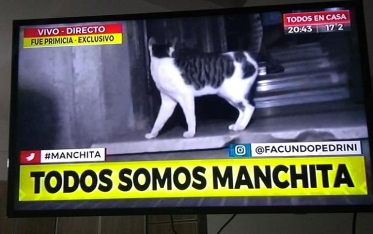 ¡Manchita ya está en casa! Argentinos celebran rescate de gata atrapada en una azotea