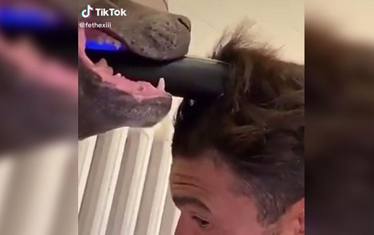 Video de un perro cortándole el pelo a su dueño se vuelve viral