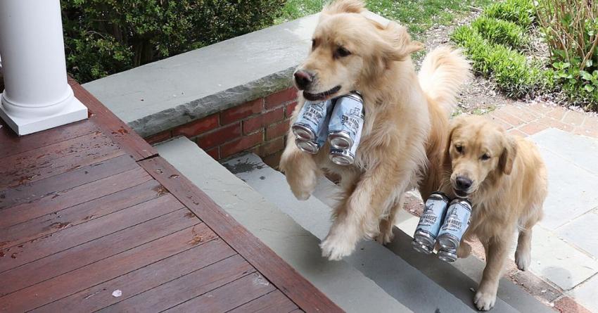 Perritos que hacen delivery de cerveza causan furor en cuarentena