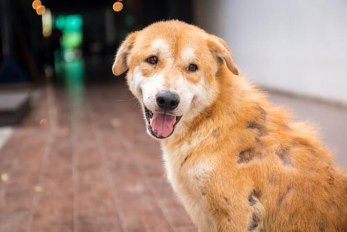 Perrito obeso fue rescatado luego de quedar atrapado en una banca