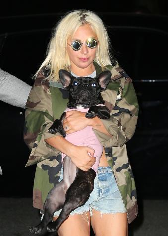 Disparan a paseador de perros de Lady Gaga y se roban a 2 de los canes