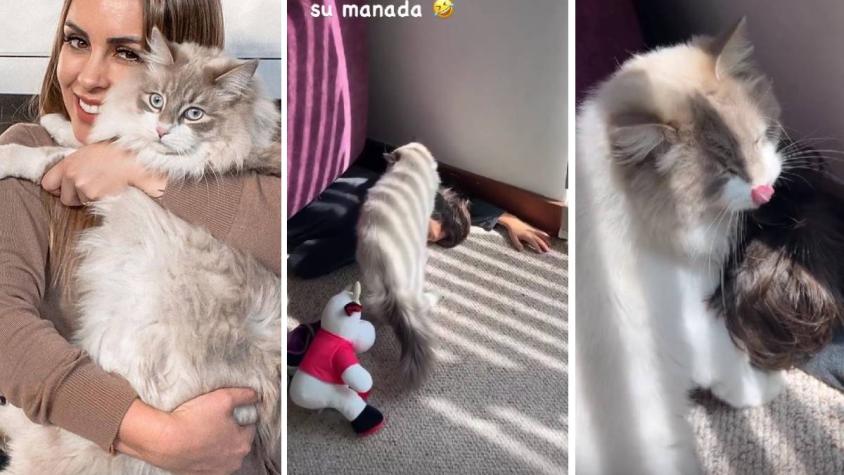 Maura Rivera muestra tierno video de su gato “bañando” a su hijo con la lengua