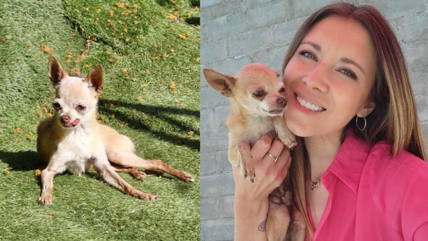 "Es difícil no llorar por ti": La lamentable noticia que entregó Carla Jara sobre su perro Alf