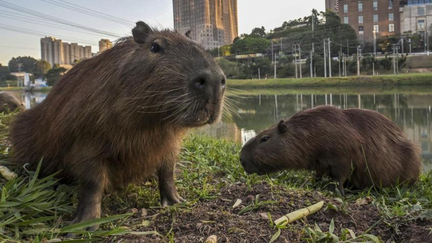 Conoce más sobre el capibara: curiosidades y dónde verlos en Chile