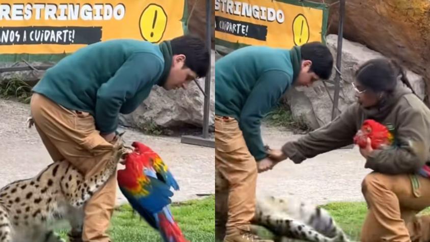 Usuarios de redes critican a Buinzoo por ataque de felino a guacamayo en acto con público: "¿Qué pasaría si fuera un niño?"