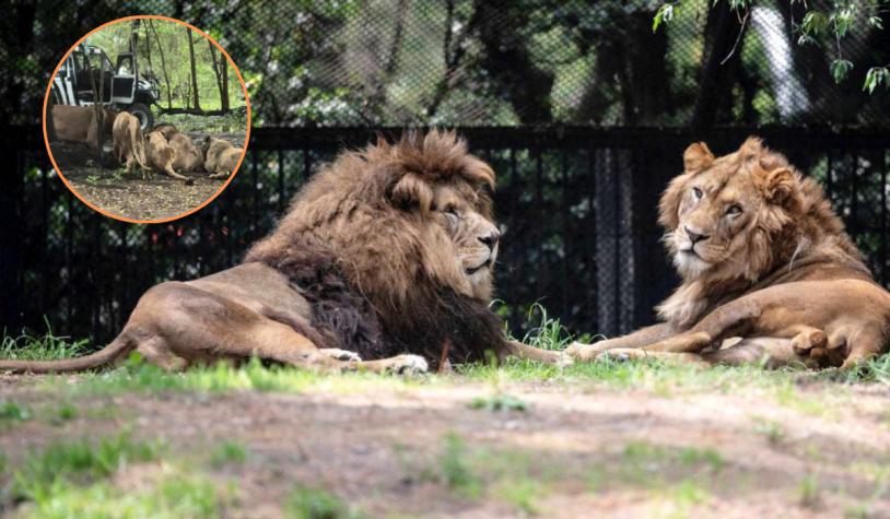 Impactante video: manada de leones devoró a trabajador de zoológico en Tailandia